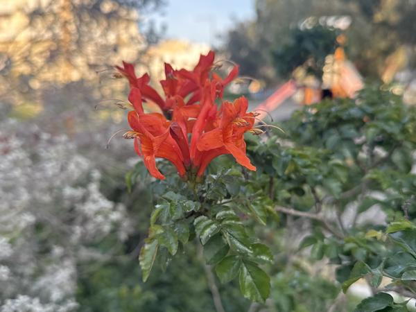 <h3><a href="/trips/kreta/biota/plantae/tracheophyta/magnoliopsida/lamiales/bignoniaceae/tecomaria capensis/tecomaria capensis-nl.html">Tecomaria&nbsp;capensis</a> / Cape&nbsp;honeysuckle / </h3>Apple iPhone